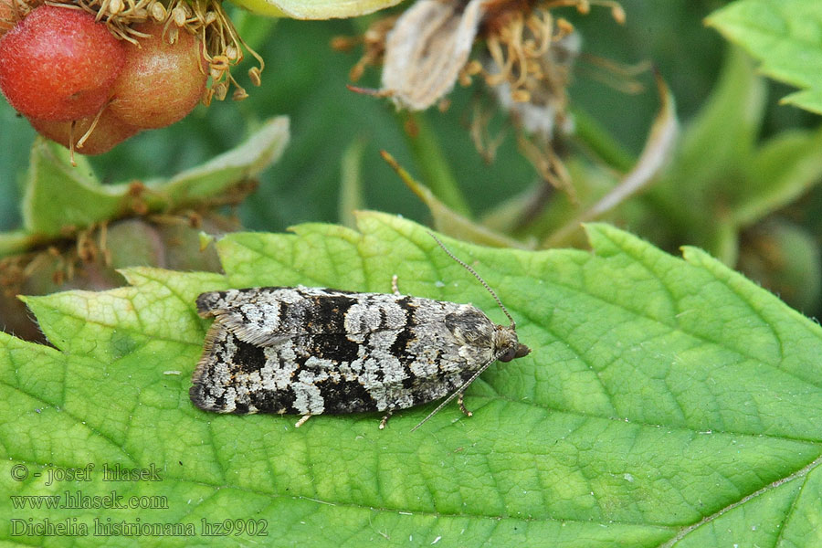 Dichelia histrionana