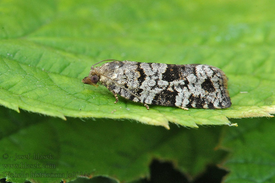 Dichelia histrionana