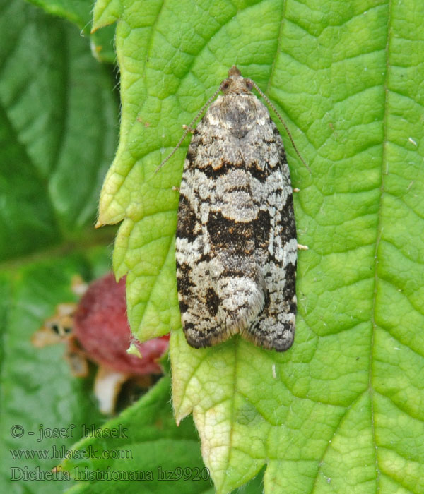 Dichelia histrionana