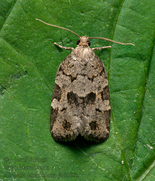 Dichelia histrionana