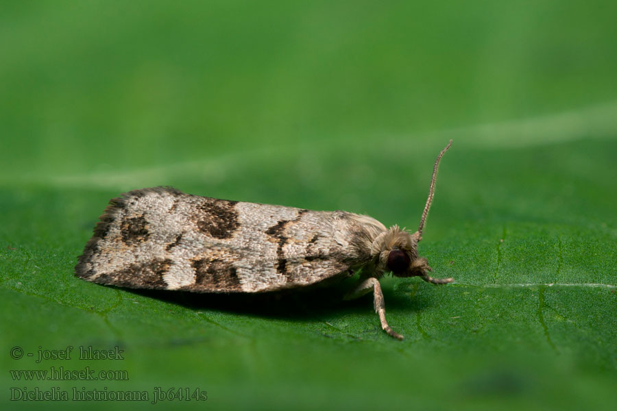 Dichelia histrionana