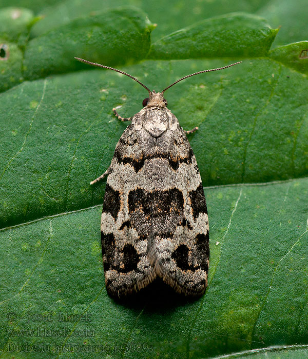 Dichelia histrionana