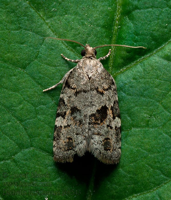 Dichelia histrionana