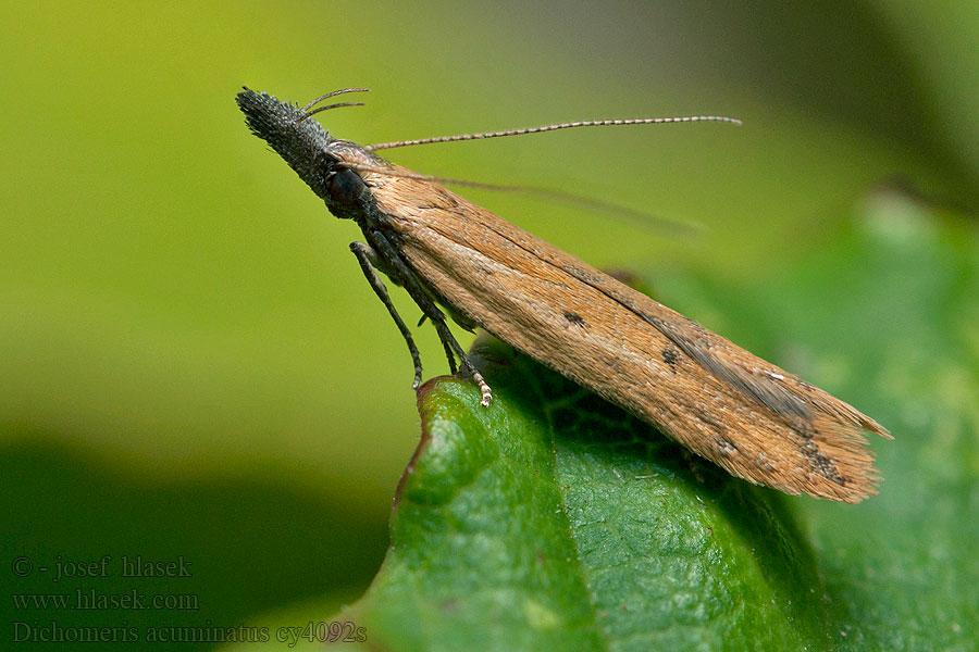 Dichomeris acuminatus