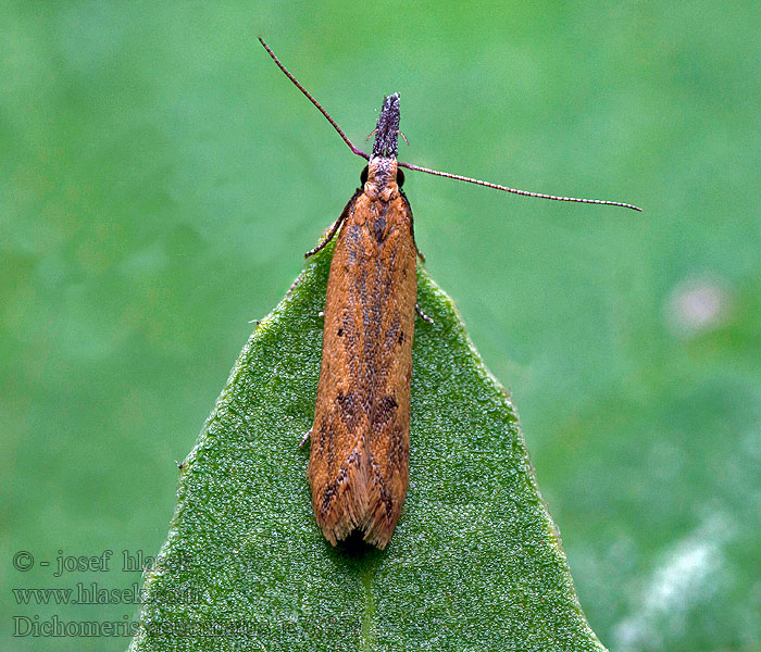 Dichomeris acuminatus