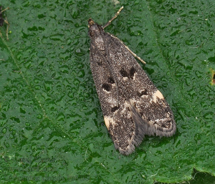 Dichomeris alacella Acanthophila Makadlovka Psota stromová