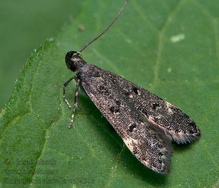 Dichomeris alacella Acanthophila Makadlovka