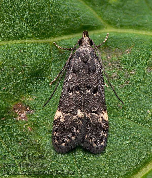 Acanthophila alacella Dichomeris Makadlovka Psota stromová