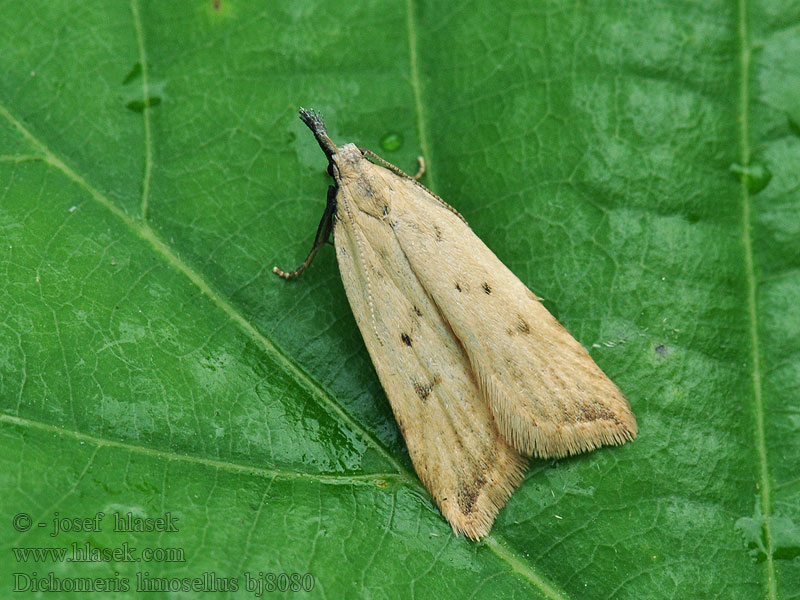 Dichomeris limosellus Sandklövernålpalpmal