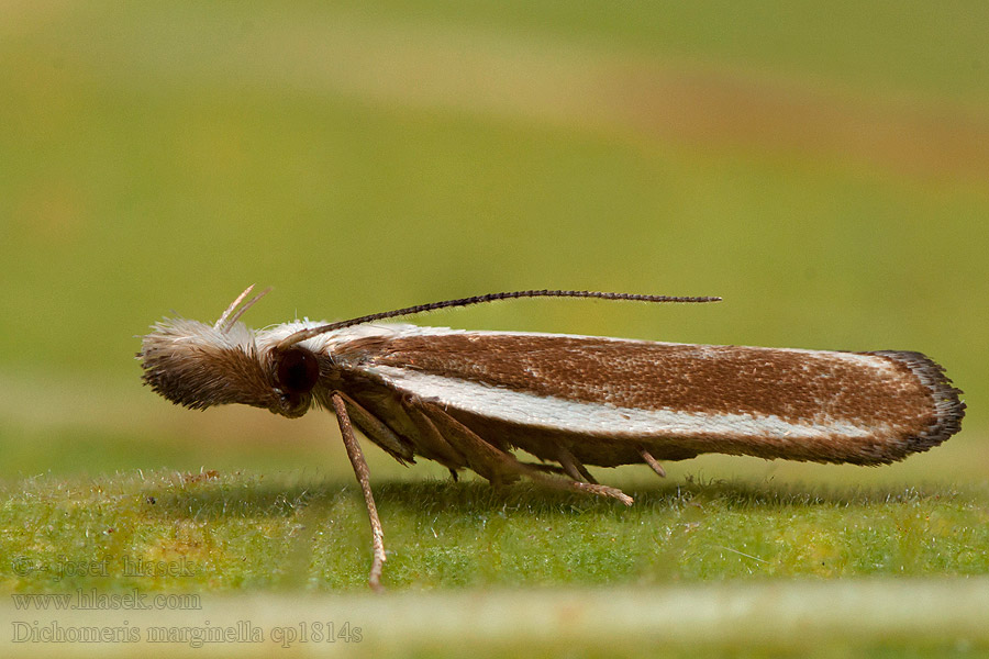 Dichomeris marginella Wacholdergespinstmotte