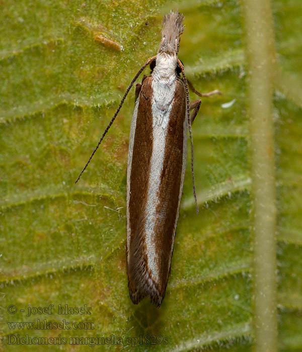 Dichomeris marginella Juniper Webber