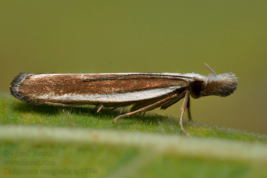 Dichomeris marginella Jeneverbesmot