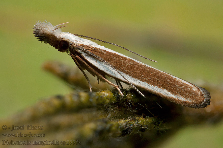 Dichomeris marginella Vitkantad ennålmal