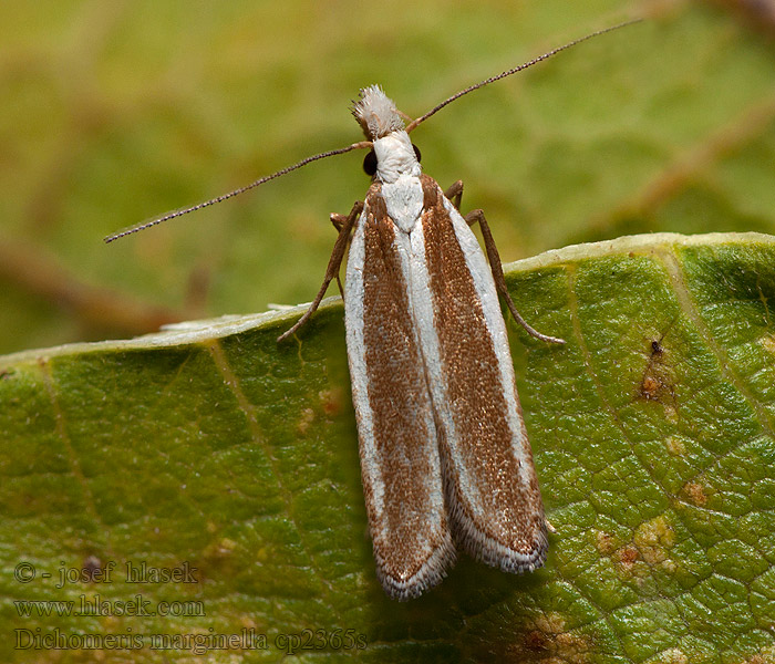 Dichomeris marginella Enebærmøl