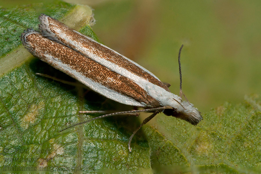 Wacholdergespinstmotte Dichomeris marginella