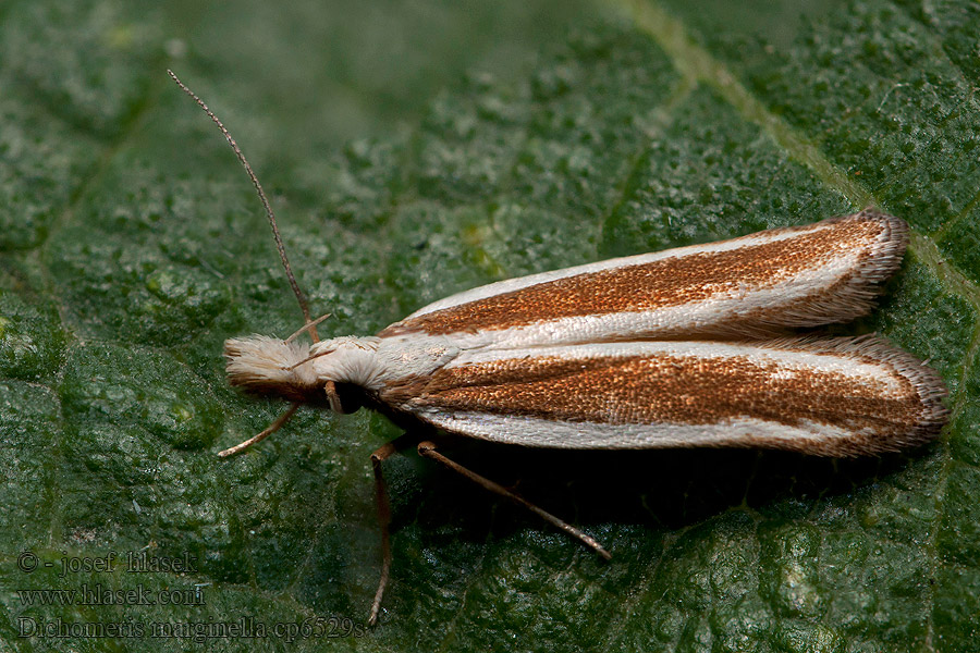 Juniper Webber Dichomeris marginella