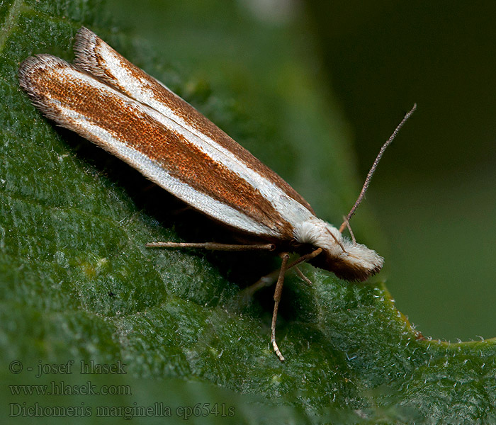 Psota borievčia Dichomeris marginella