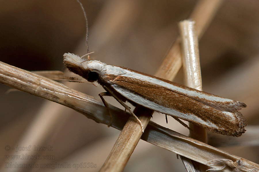 Jeneverbesmot Dichomeris marginella