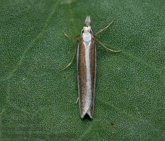 Dichomeris marginella