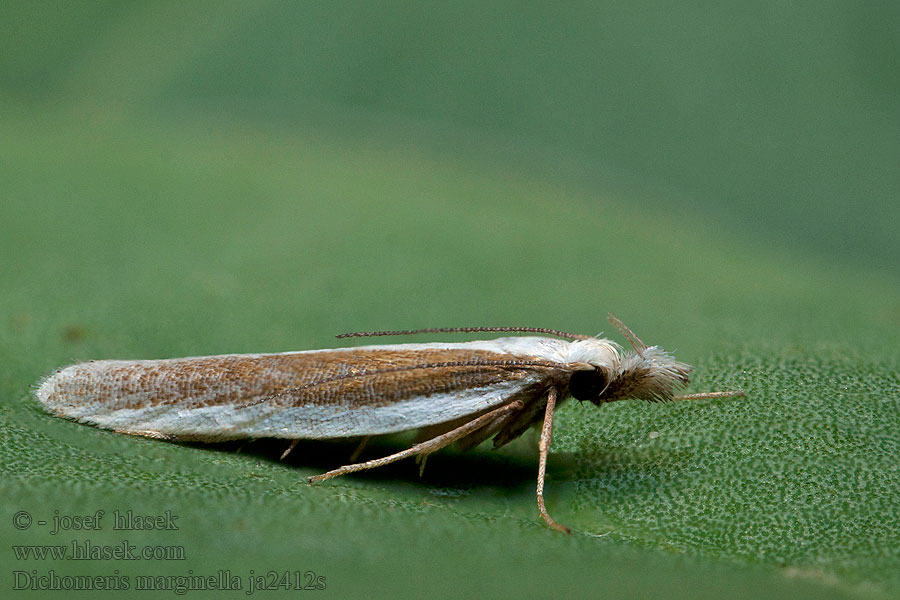 Dichomeris marginella