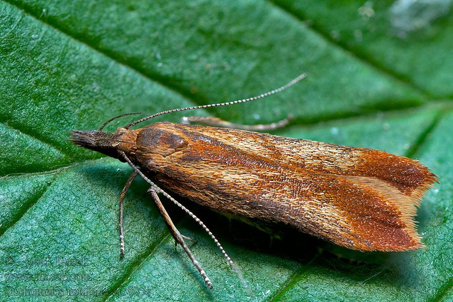 Dichomeris ustalella Psota hrabová