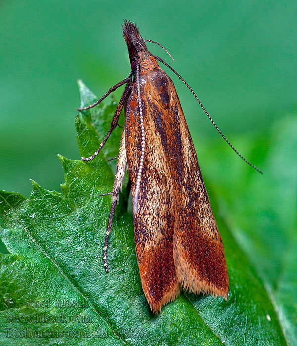 Psota hrabová Dichomeris ustalella