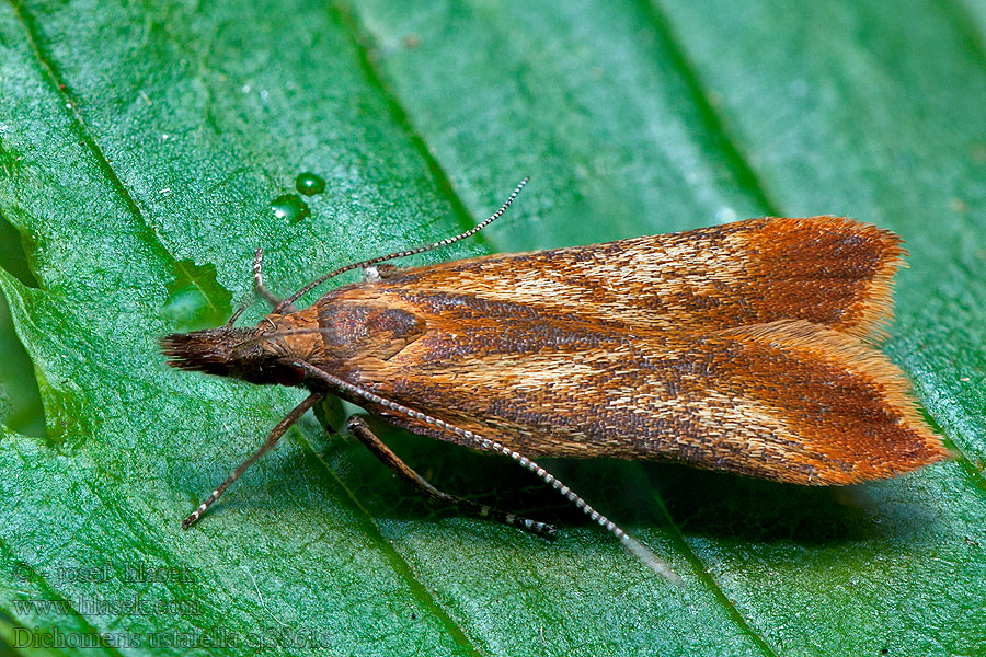 Roestkleurige palpmot Dichomeris ustalella