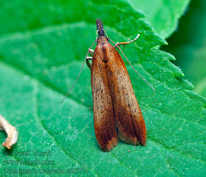 Dichomeris ustalella