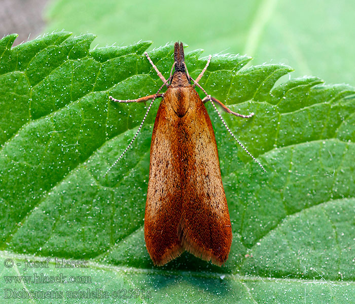 Dichomeris ustalella