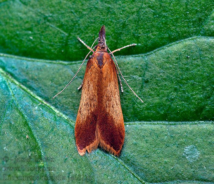 Dichomeris ustalella