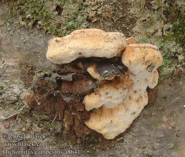 Dichomitus campestris Hasselporesvamp Pähkinänkääpää