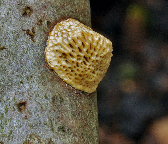 Dichomitus campestris Outkovka polní