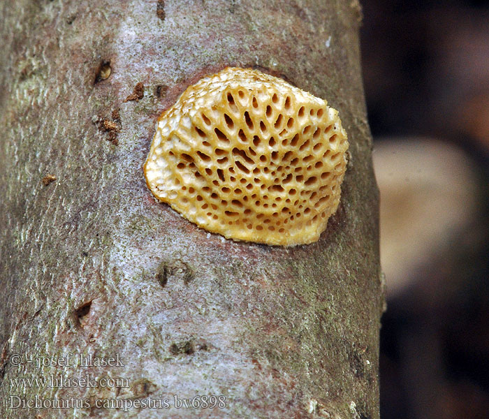 Hasselticka Coriolellus Trametes Hasselkjuke