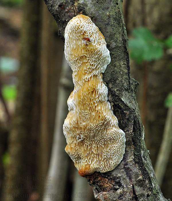 Outkovka polní Dichomitus campestris