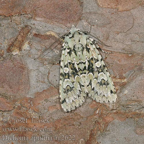 Őszi zöldbagoly Griposia aprilina Dichonia Merveille Jour