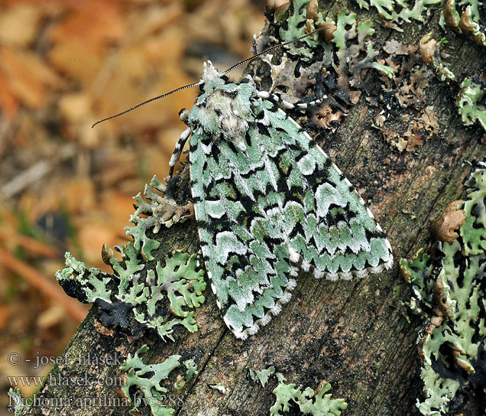 Griposia aprilina Pestroskvrnka zelenavá