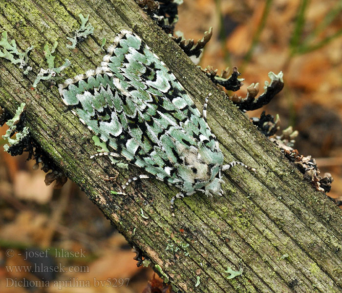 Griposia aprilina Grüne Eicheneule