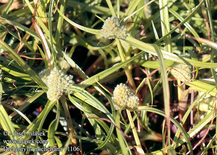 Isolepis Michels Zwergzypergras dichnostylis Michela