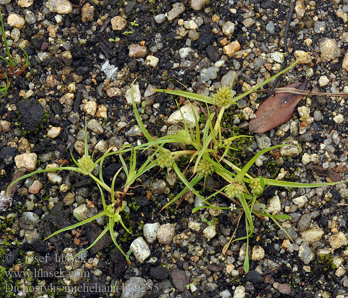 ichostylis micheliana Trojřadka Michellova Дихостилис Микели