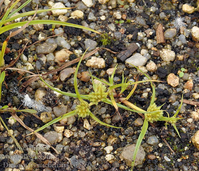 Cyperus michelianus Michels Zwergzypergras