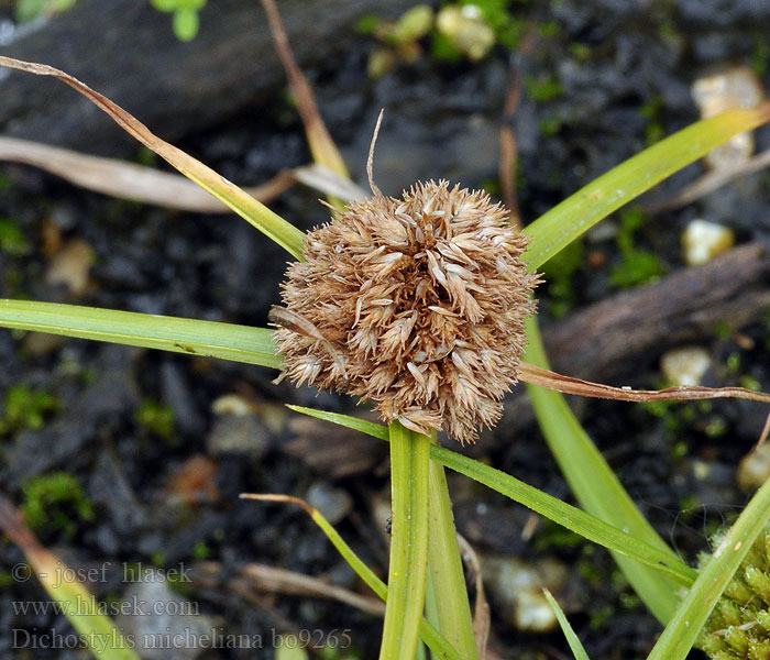 Cyperus michelianus Dichnostylis Michela Trojřadka Michellova