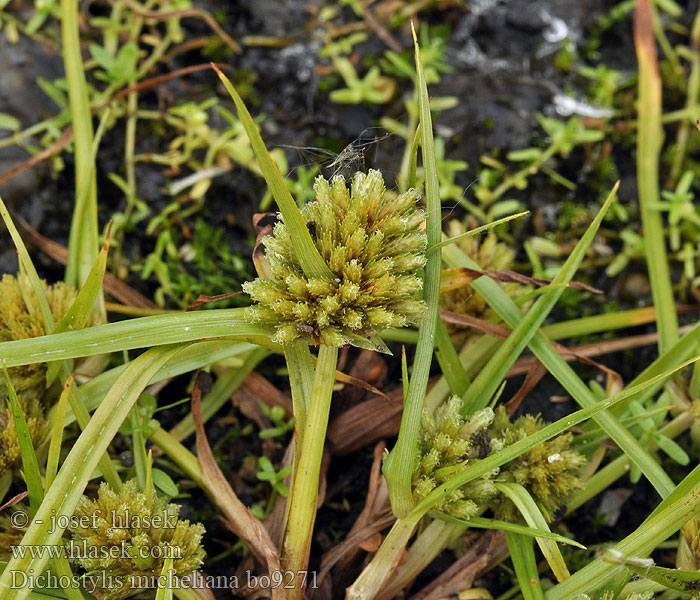 Cyperus michelianus Šáchor Micheliův Dichostylis micheliana