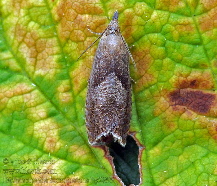 Dichrorampha acuminatana Sharp-winged Drill Koreňožrút byľový