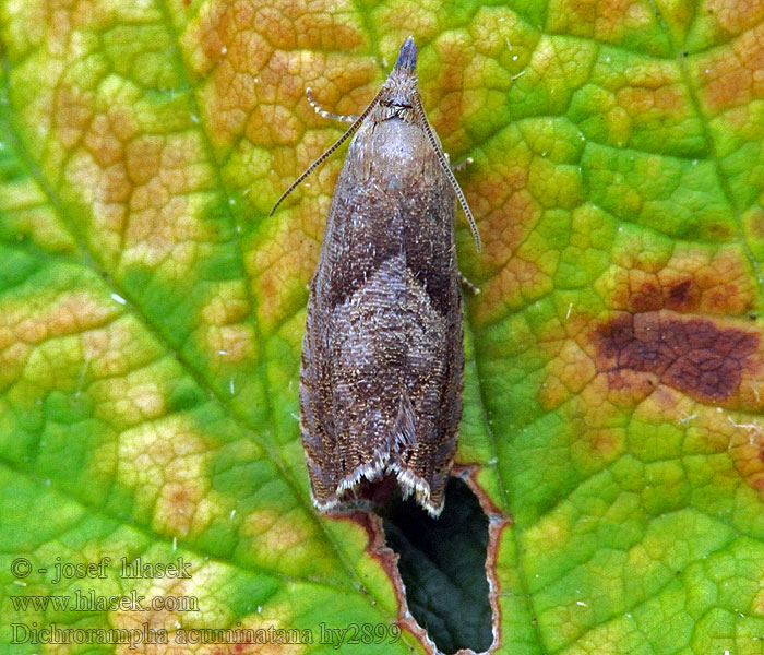 Dichrorampha acuminatana Sharp-winged Drill Koreňožrút byľový