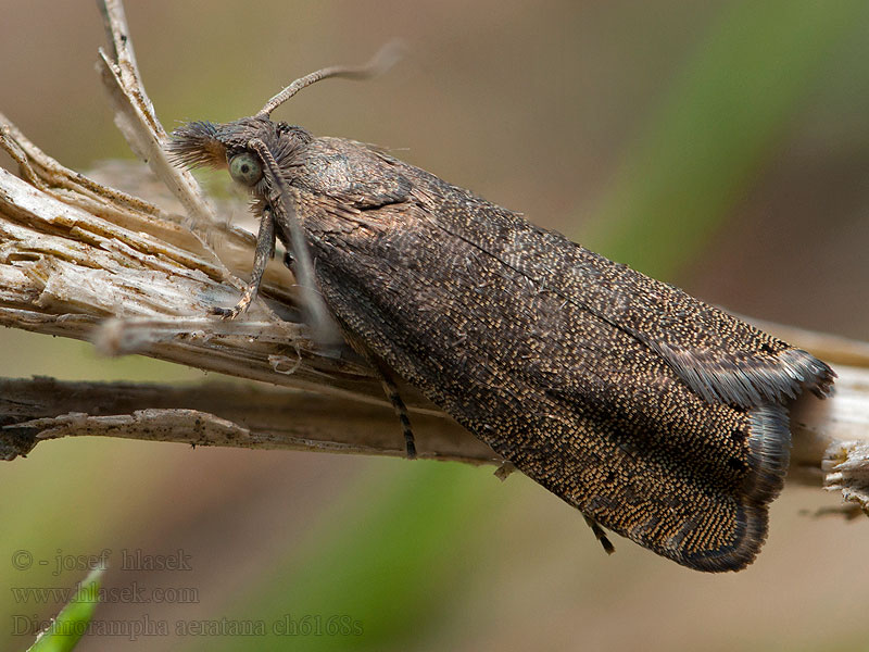 Dichrorampha aeratana Obscure Drill Koreňožrút králikový