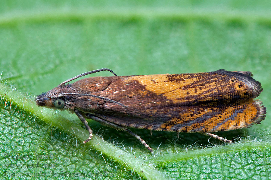 Dichrorampha flavidorsana Gelbrücken-Rainfarnwickler