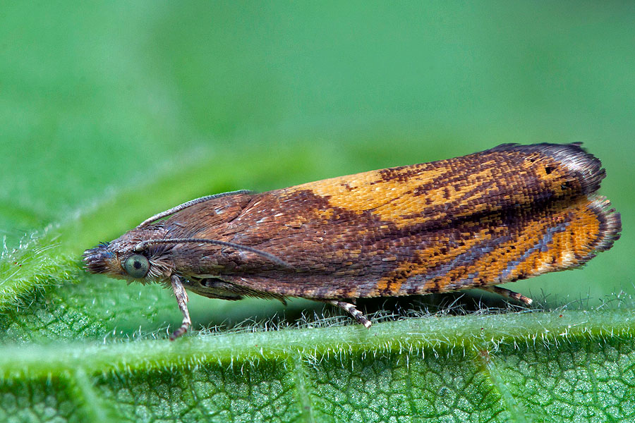 Dichrorampha flavidorsana Narrow-blotch Drill