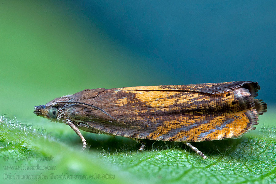 Dichrorampha flavidorsana Koreňožrút zlatožltý