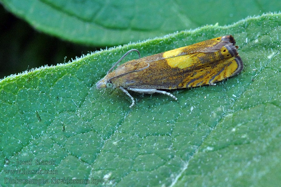 Dichrorampha flavidorsana Geelvlekwortelmot