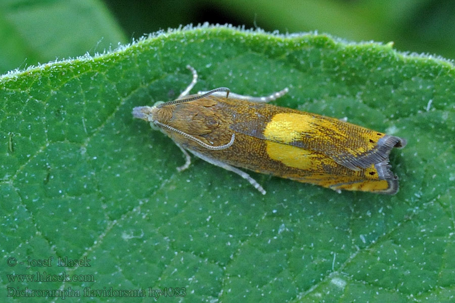 Dichrorampha flavidorsana Sárgaszegélyű gyökérfúrómoly